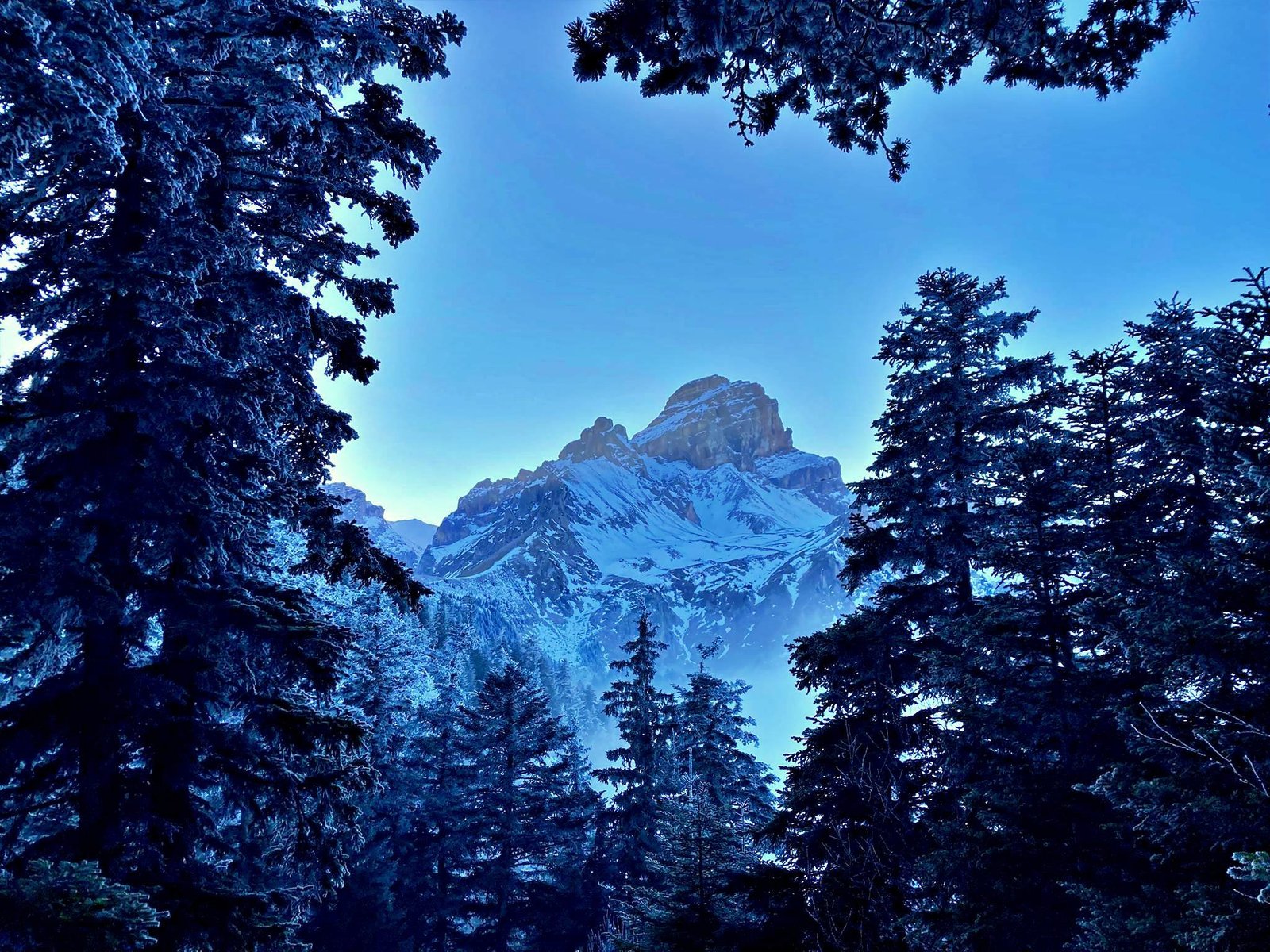 Sommet enneigé encadré par les sapins