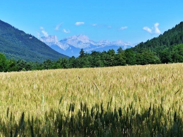 Champ de blé et montagnes du Dévoluy