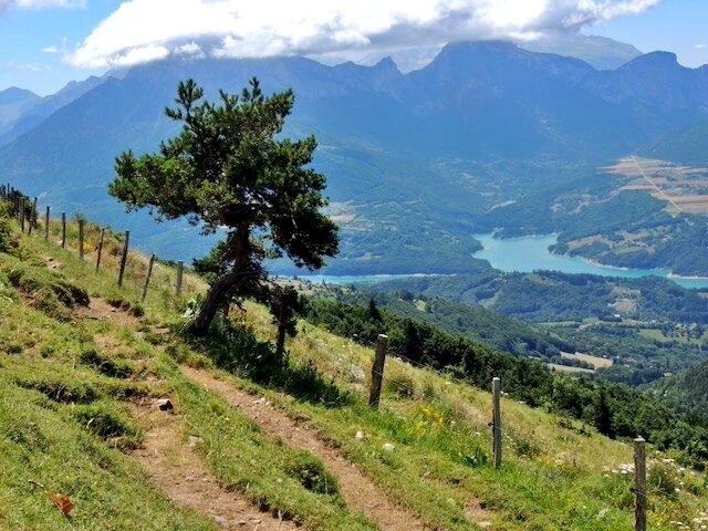 Sentier de crête avec un pin et un lac dans la vallée