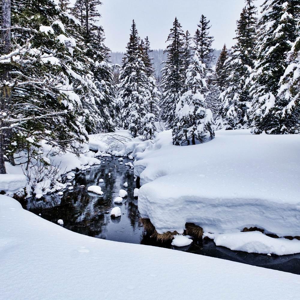 Ruisseau gelé dans la forêt du Taillefer